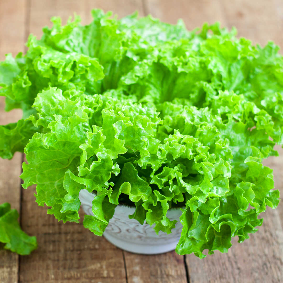 Салат латук что это такое. Салат латук. Зелень латук. Салат латук листовой. Салат латук Айсберг.