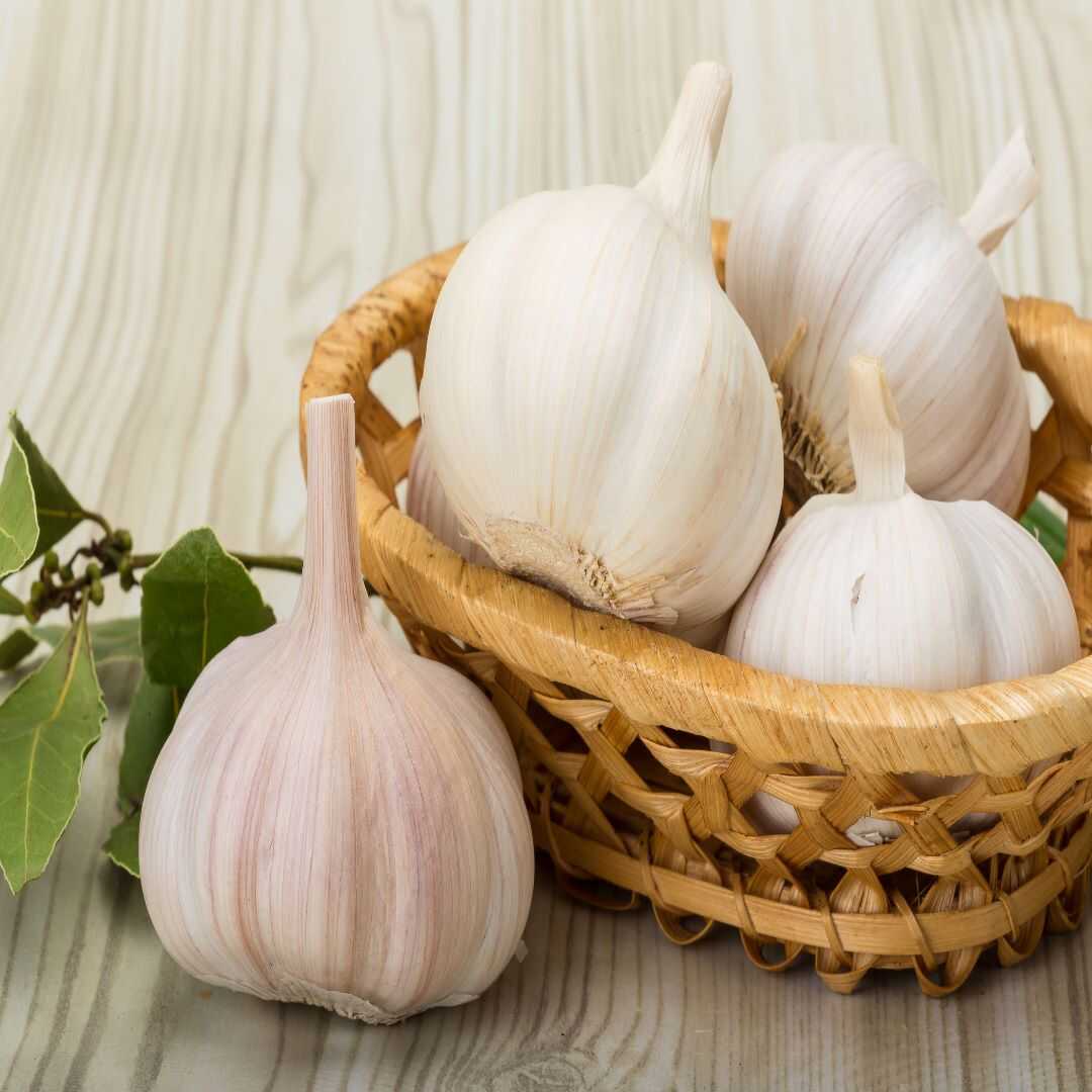 Sarımsak resmi