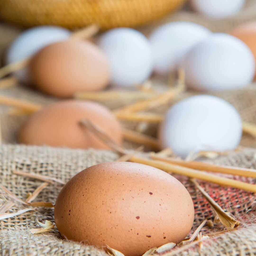 Yumurta resmi